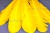 Декоративный Пучок из перьев, перо 23см/желтый - купить в Ростове-на-Дону. Цена: 12.19 руб.